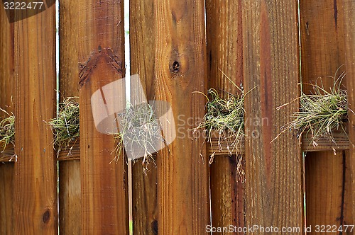 Image of air plants growing on wooden fence