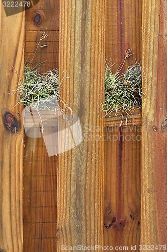 Image of two air plants growing on wooden fence