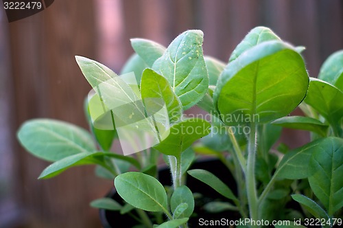 Image of young tobacco plant 