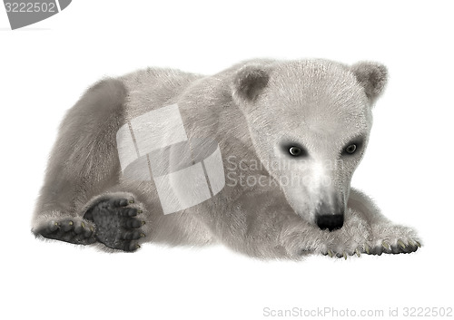 Image of Polar Bear Cub