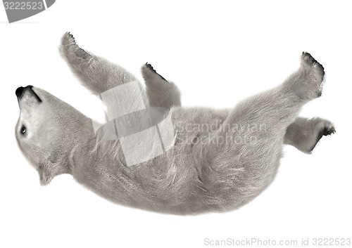 Image of Polar Bear Cub