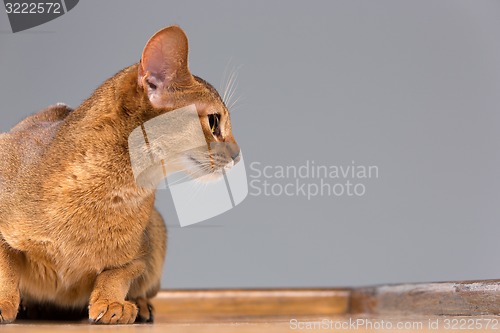 Image of Purebred abyssinian young cat portrait