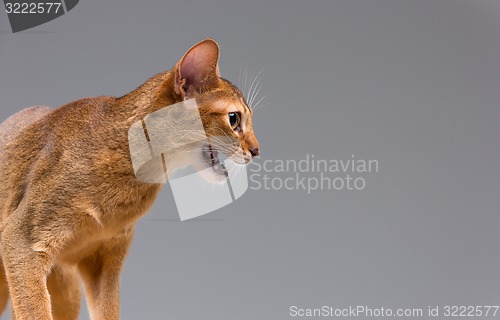 Image of Purebred abyssinian young cat portrait