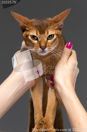 Image of Purebred abyssinian young cat portrait