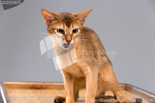 Image of Purebred abyssinian young cat portrait