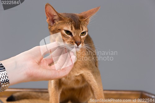 Image of Purebred abyssinian young cat portrait