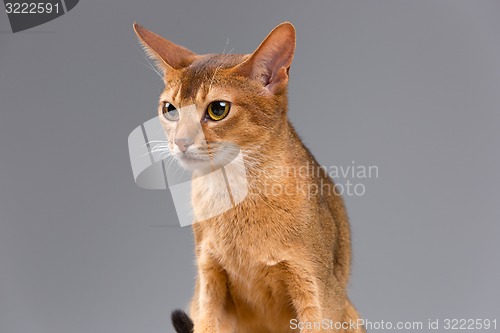 Image of Purebred abyssinian young cat portrait