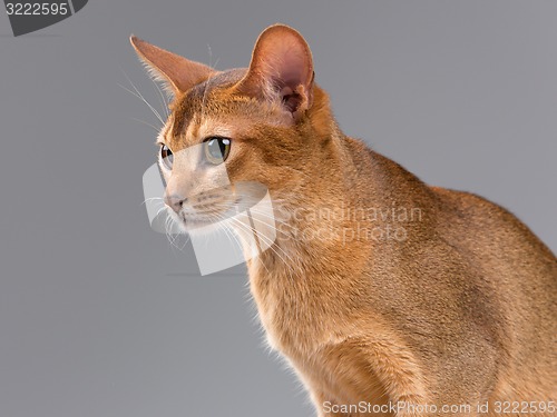 Image of Purebred abyssinian young cat portrait