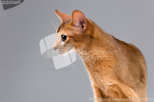 Image of Purebred abyssinian young cat portrait