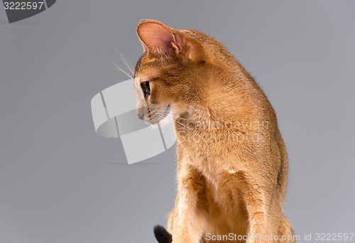 Image of Purebred abyssinian young cat portrait