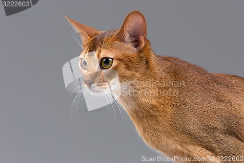 Image of Purebred abyssinian young cat portrait