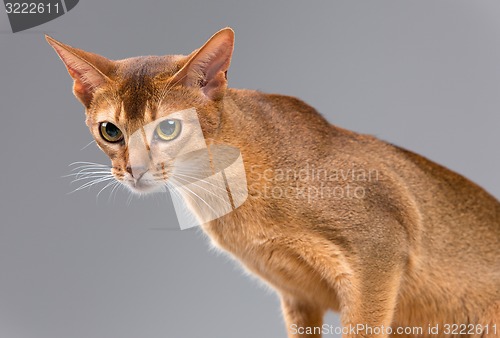 Image of Purebred abyssinian young cat portrait