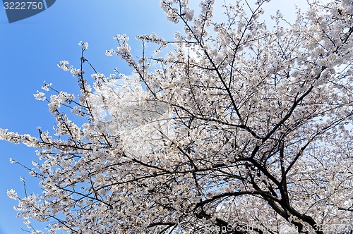 Image of Blossoming sakura with pink flowers