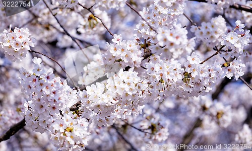 Image of Blossoming sakura with pink flowers