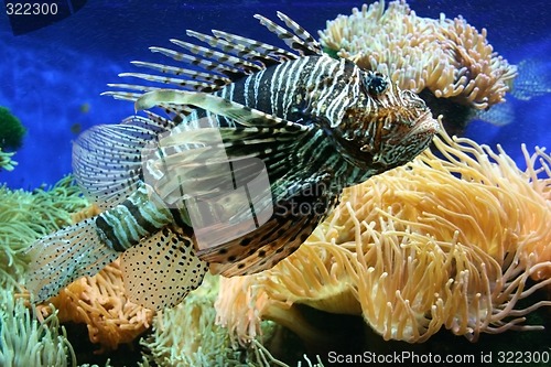 Image of Lion fish