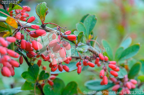 Image of Barberry