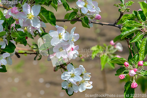 Image of Blossoming branch of a apple tree