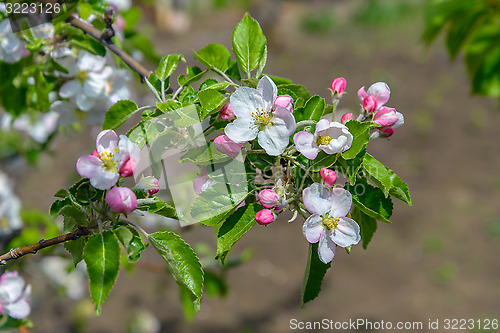 Image of Blossoming branch of a apple tree