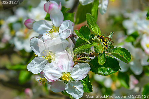 Image of Blossoming branch of a apple tree