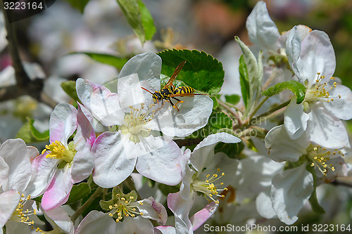 Image of Blossoming branch of a apple tree