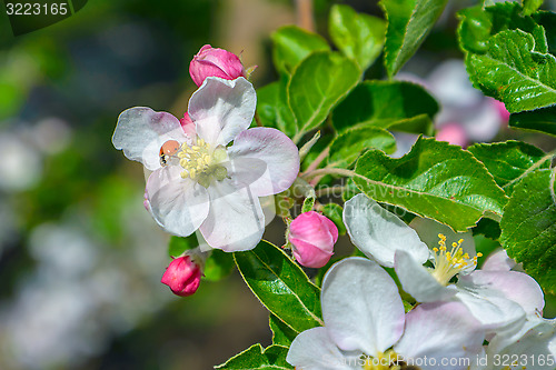 Image of Blossoming branch of a apple tree