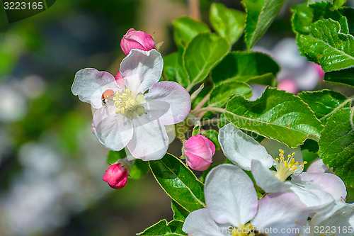 Image of Blossoming branch of a apple tree