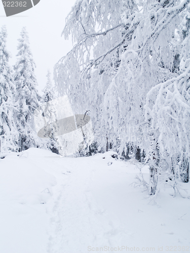 Image of Snowy path