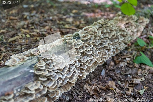 Image of Stump with moss-covered white mushrooms