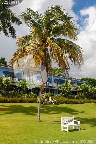 Image of Empty sunbeds on the green grass and a palm tree