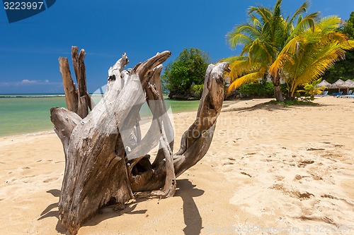 Image of Snag on a beach 