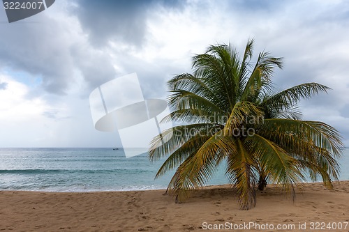 Image of Beach on tropical island. Clear blue water, sand, palms. 