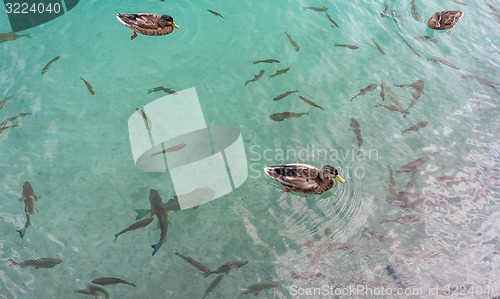 Image of Small fish in lake, national park Plitvice