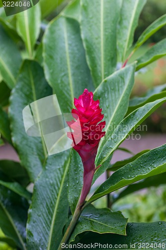 Image of beautiful tropical red ginger flower