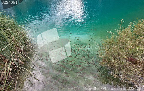 Image of Small fish in lake, national park Plitvice