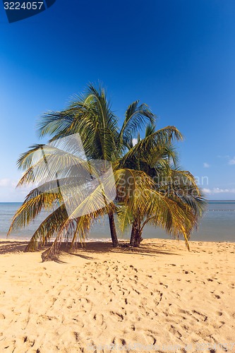 Image of Beach on tropical island. Clear blue water, sand, palms. 