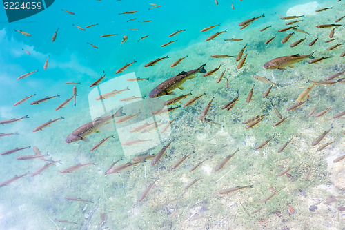 Image of Small fish in lake, national park Plitvice