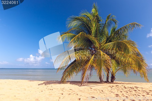 Image of Beach on tropical island. Clear blue water, sand, palms. 