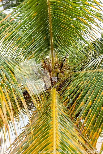 Image of Sweet Coconut tree