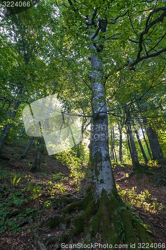 Image of beautiful green forest