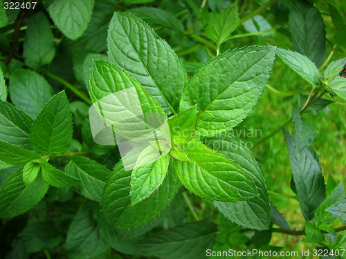 Image of Peppermint plant