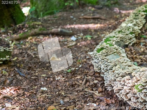 Image of Stump with moss-covered white mushrooms