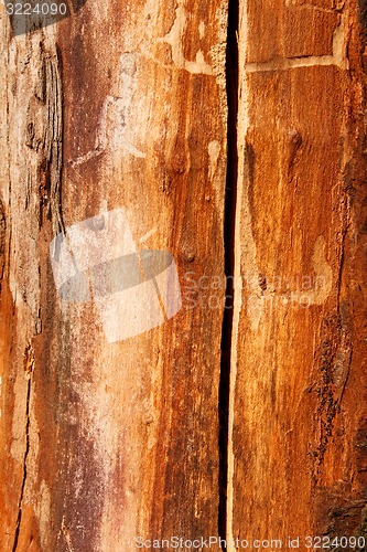 Image of Detail of an old dried cherry tree trunk