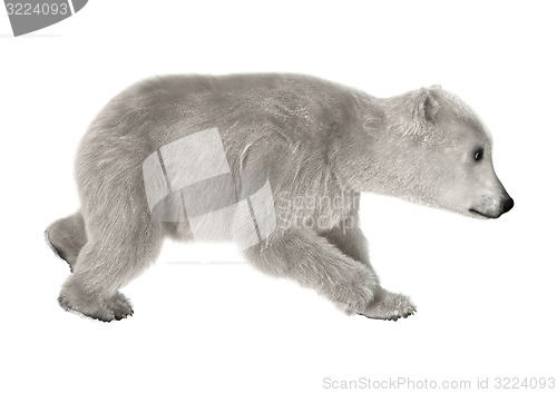 Image of Polar Bear Cub