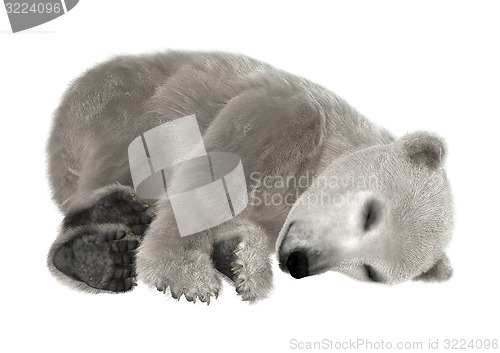 Image of Polar Bear Cub