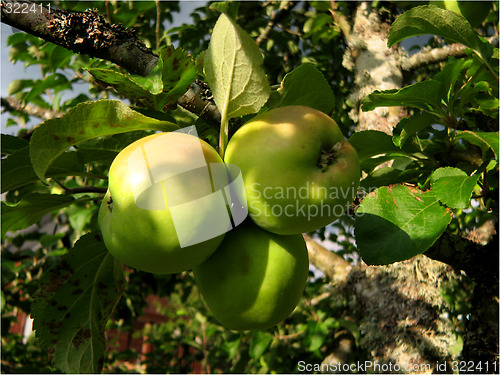 Image of Apple