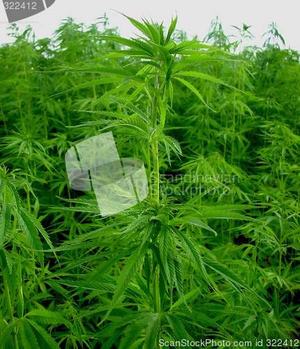 Image of Hemp