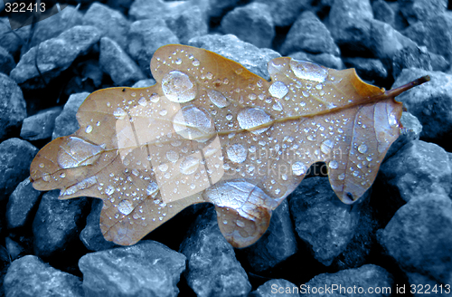 Image of Oak Leaf With Raindrops