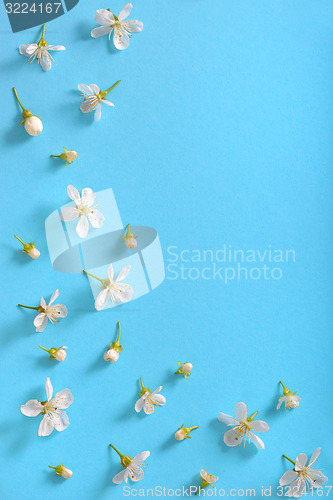 Image of white cherry blossoms 