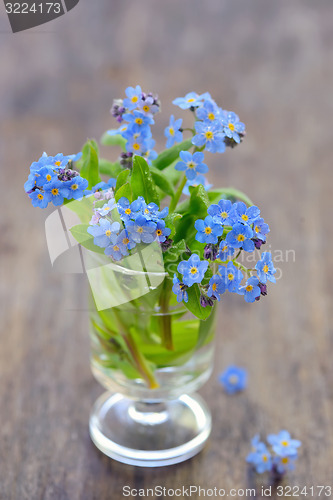 Image of forget-me-not [Myosotis sylvatica]