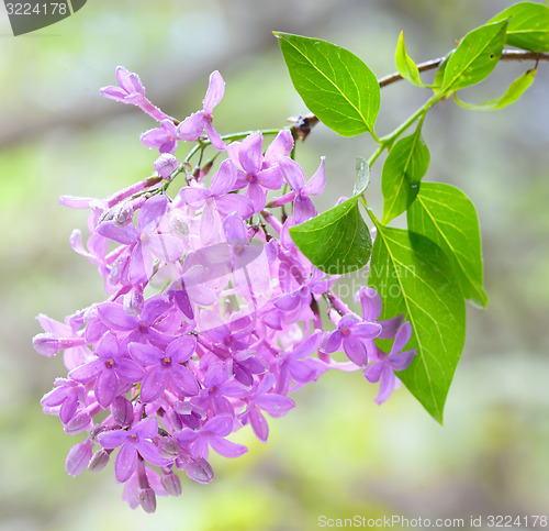 Image of lilac violet flowers